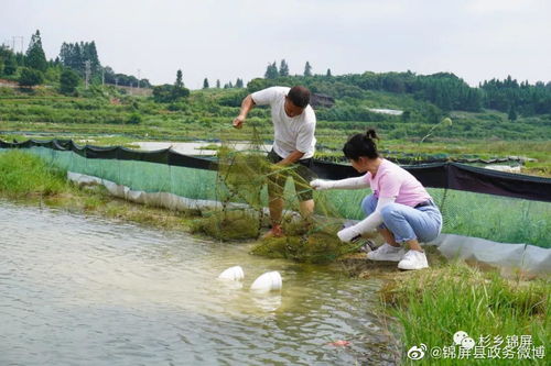 贵州黔东南州锦屏 用足水区资源优势 做活生态 鱼 文章