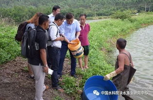 中国水科院淡水中心承担实施FAO罗非鱼苗种生产和精养技术培训与考察项目